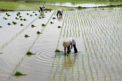 paddyfield workers in the river