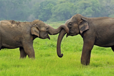 Asian elephants