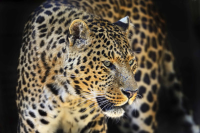 Leopard viewing