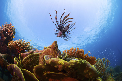 Lion Fish