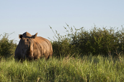 Rhino in Madikwe, Africa