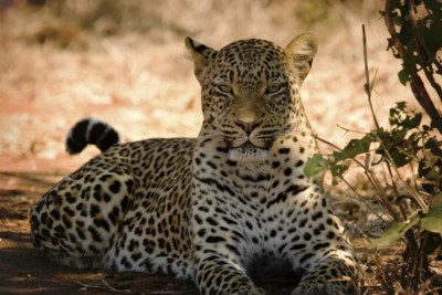 zambia leopard