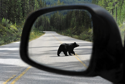Canada Road Trip Bear View