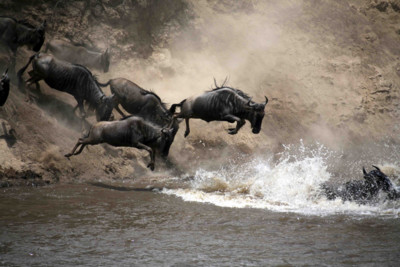 Wildebeest crossing a river in Kenya