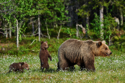 Family of Brown Bears