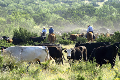 Ranching in the USA