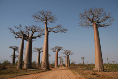 Baobab Trees
