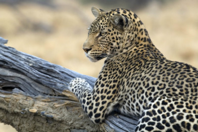 zimbabwe_leopard