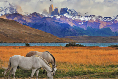 chile_andes_horses
