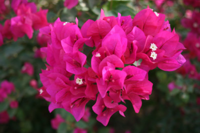 Khartoum Flowers