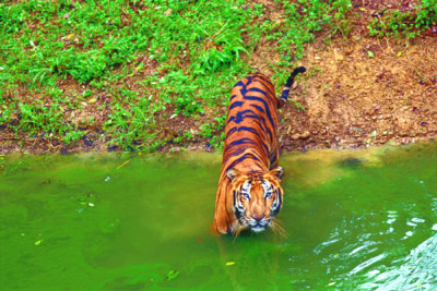 Ranthombore_National_Park_tigers_india
