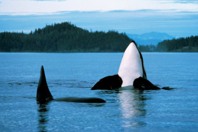 orca_whales_canada