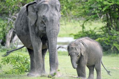 Wildlife
