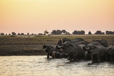 Elephants Okavango