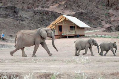 Elephants in Hoanib