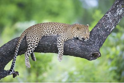 A leopard in Zambia, Africa