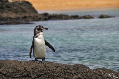 A penguin in the Galapagos, Ecuador
