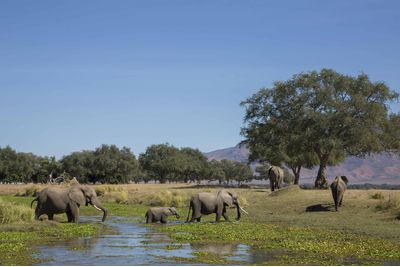 A canoe safari with elephants in Mana Pools, Zimbabwe