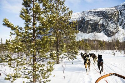 Dog Sledding in Northern Norway