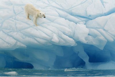 A polar bear on the ice, Svalbard