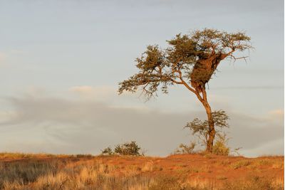 The Makgadikgadi Pans, Botswana
