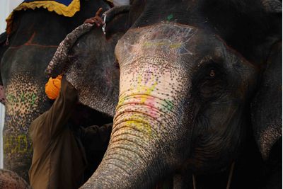 Elephant at Dera Amer Camp. Jaipur, India