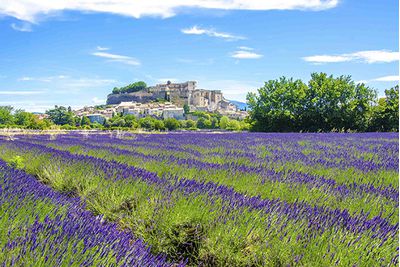 Lavendar fields in Provence, France