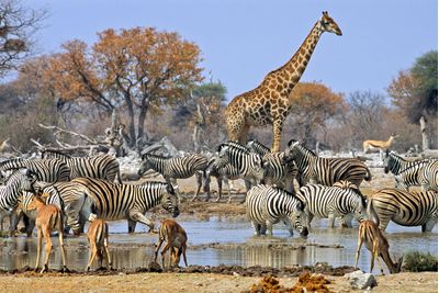 Zebras and Giraffes at a watering hole