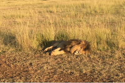 Lion sleeping in the Masai Mara