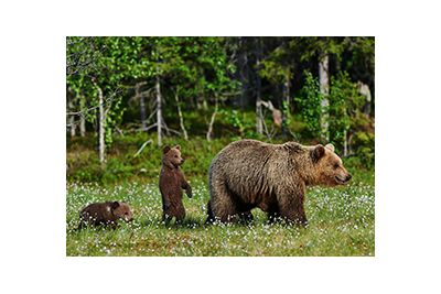 canadian bears