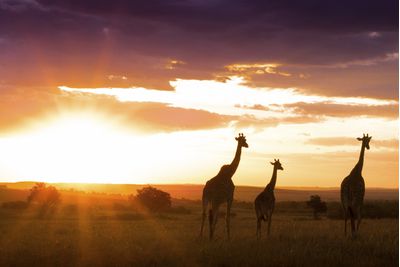 giraffes in Kenya's masai mara
