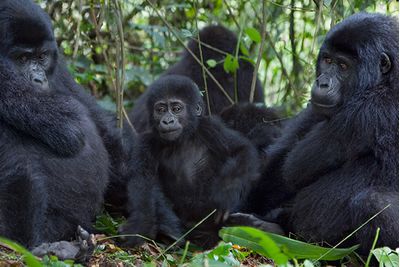 family of gorillas