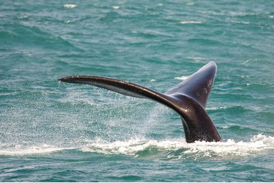 whale's tail on a marine safari