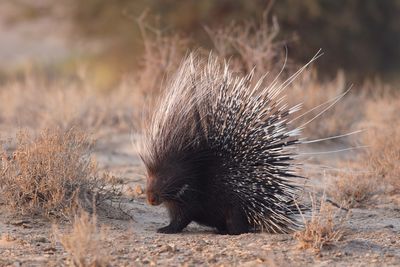 porcupine in africa