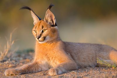 a caracal resting