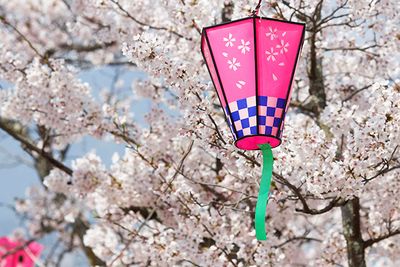 An image of a japanese lantern in the blossom