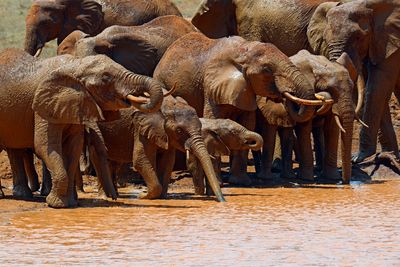 a family of elephants bathing