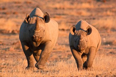 two black rhinos