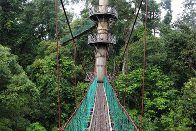 canopy walking