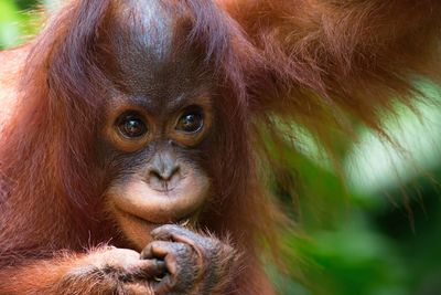 Baby Orangutan in Borneo