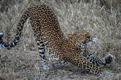 leopard stretching