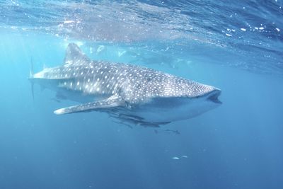 ningaloo whale shark swimming