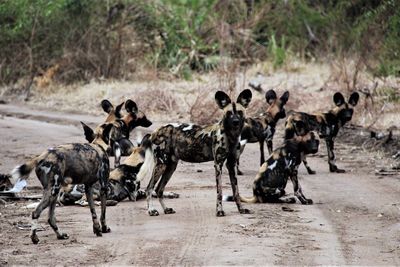 group of wild dog
