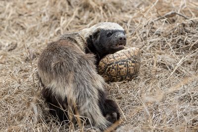 honey badger