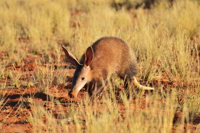 aardvark hunting for ants