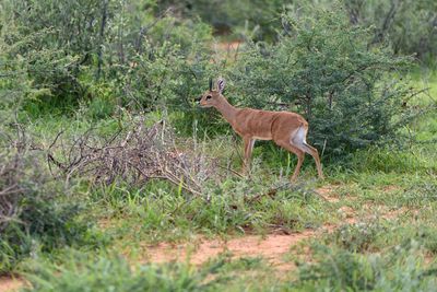dik dik in the bush