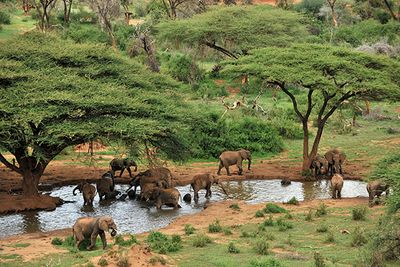 Elephants in Laikipia