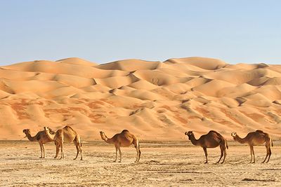 Camels in Oman desert