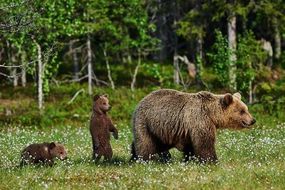 Grizzly Bears in British Columbia