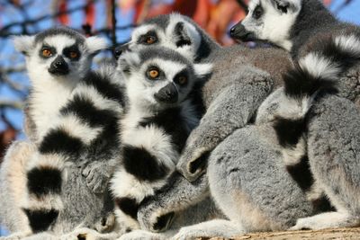a group of lemurs